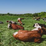 What Science Says About Grass-Fed and Ethically Raised Meats