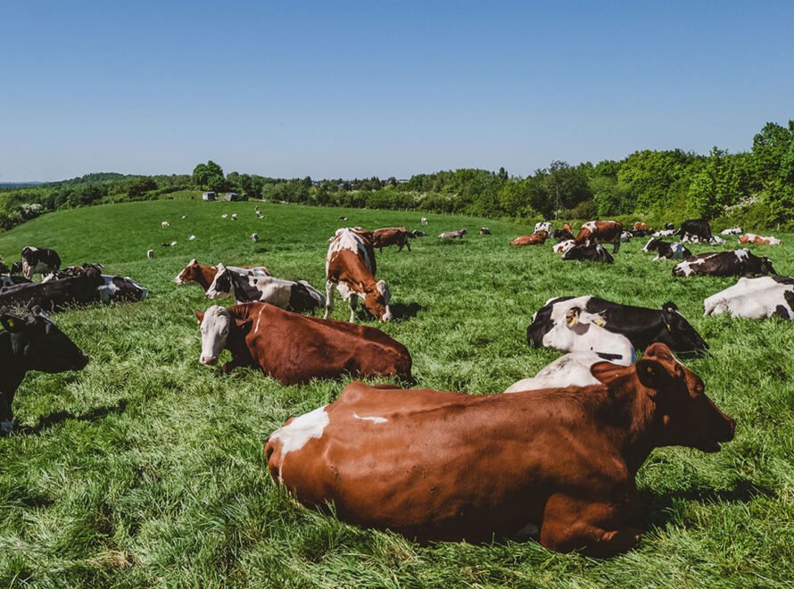 What Science Says About Grass-Fed and Ethically Raised Meats