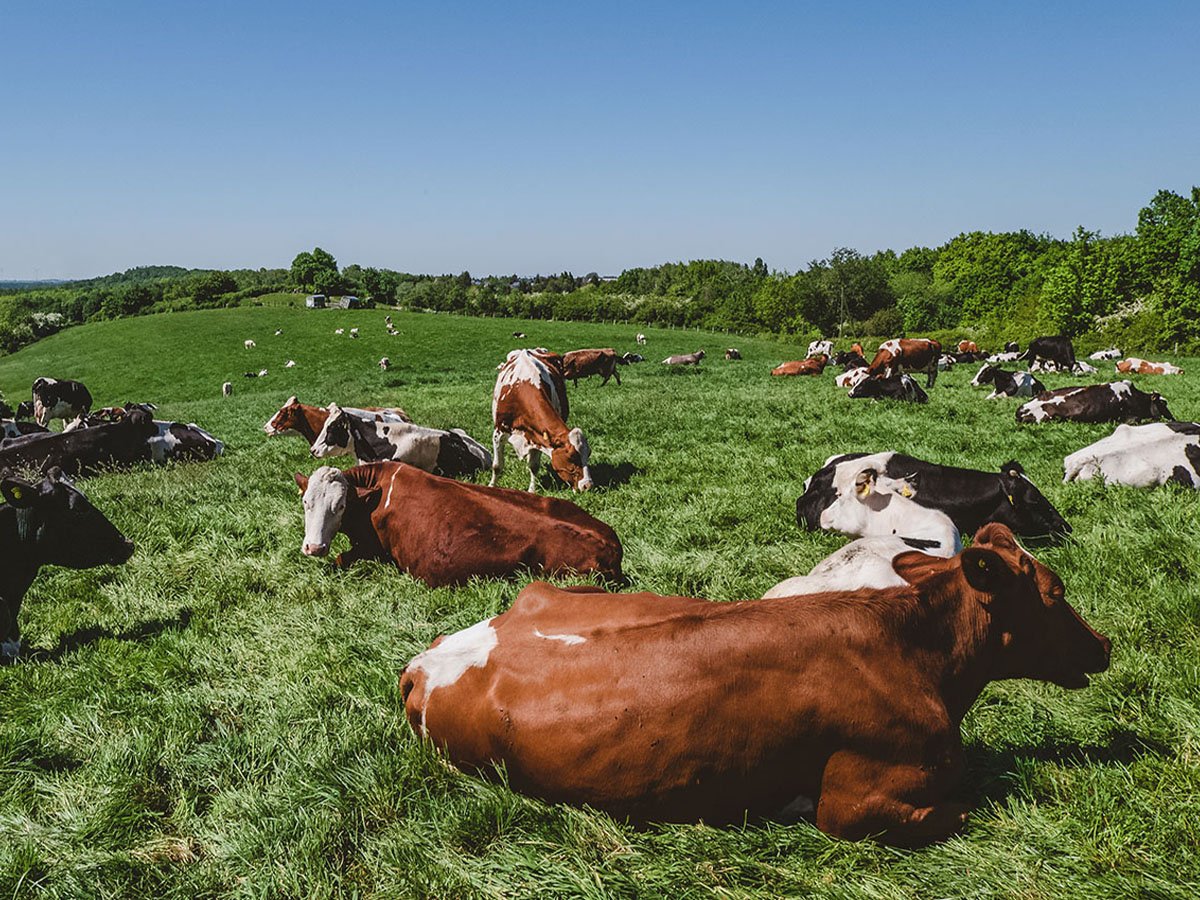 What Science Says About Grass-Fed and Ethically Raised Meats
