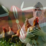 Biosecurity on Kenyan Poultry Farms The Science That Protects Your Breakfast