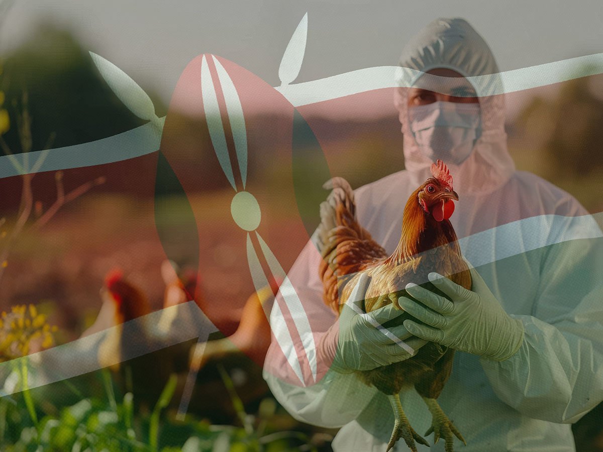 Biosecurity on Kenyan Poultry Farms The Science That Protects Your Breakfast