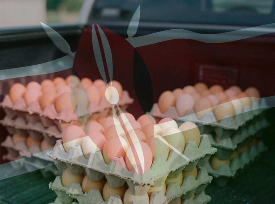 Egg Supply in Kenya Explained Why Consistency Is the Biggest Challenge
