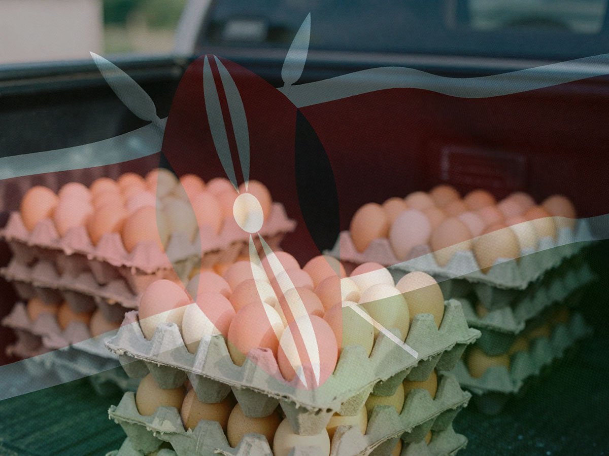 Egg Supply in Kenya Explained Why Consistency Is the Biggest Challenge