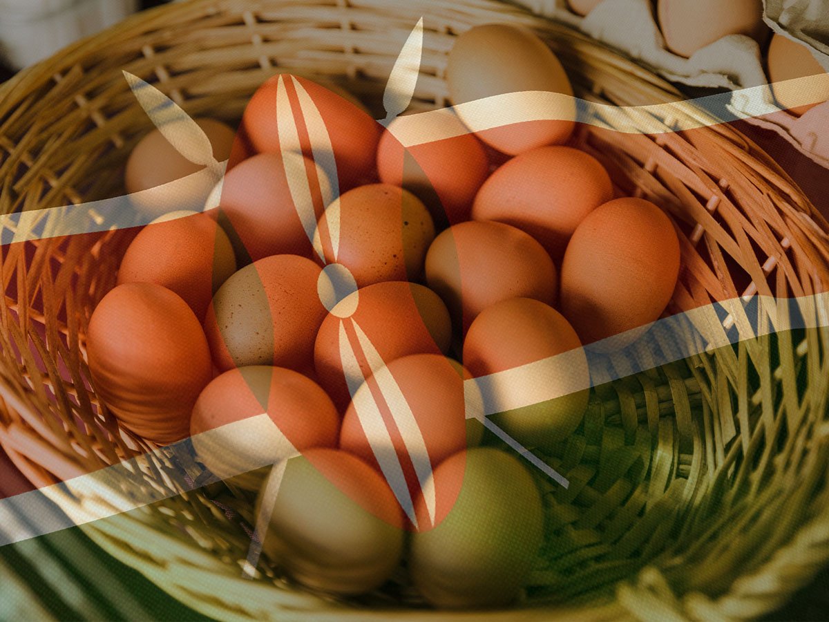 Inside Kenya’s Modern Egg Farms How Science Is Changing Poultry Production