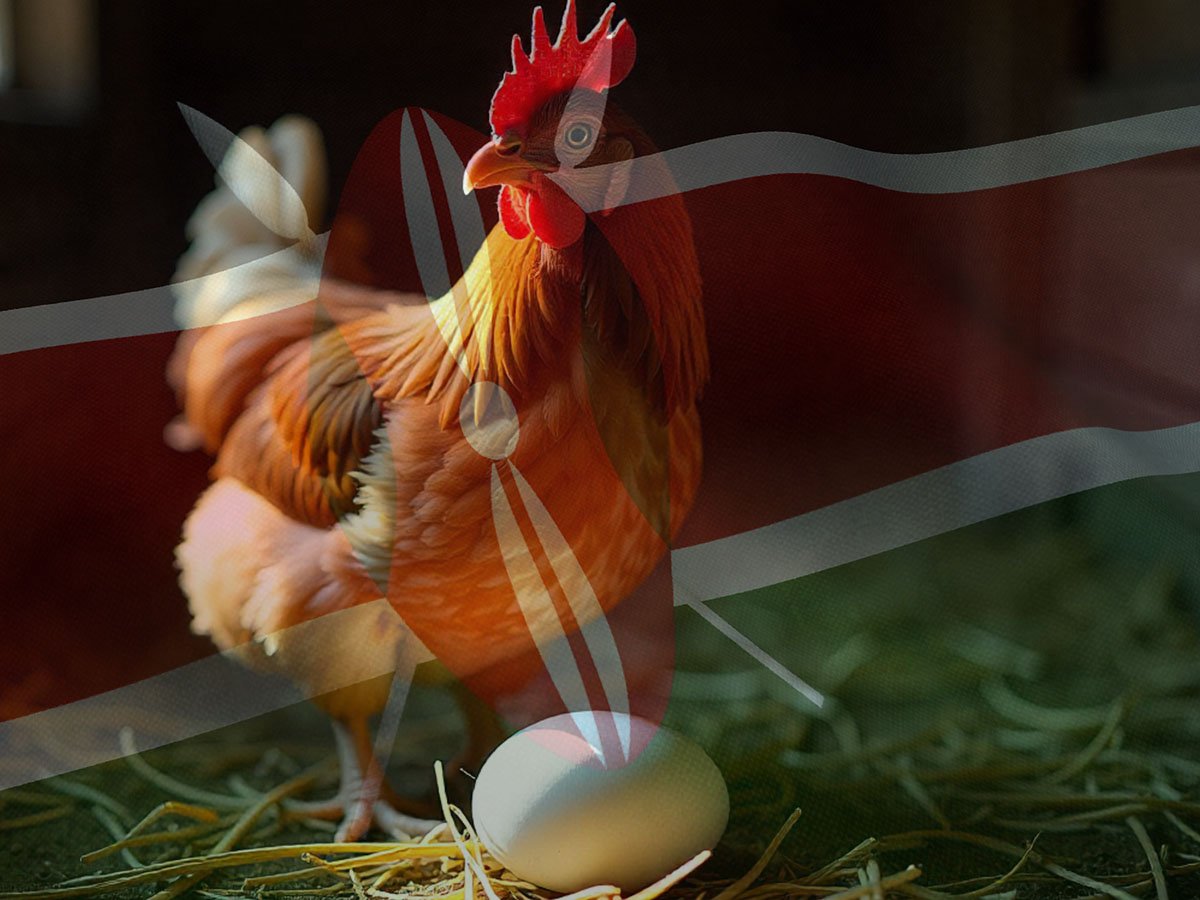 Why Egg Freshness Matters More in Kenya’s Climate
