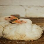 Why Ethically Raised Chicken Tastes Better The Growing Demand for Responsible Poultry Farming in Kenya