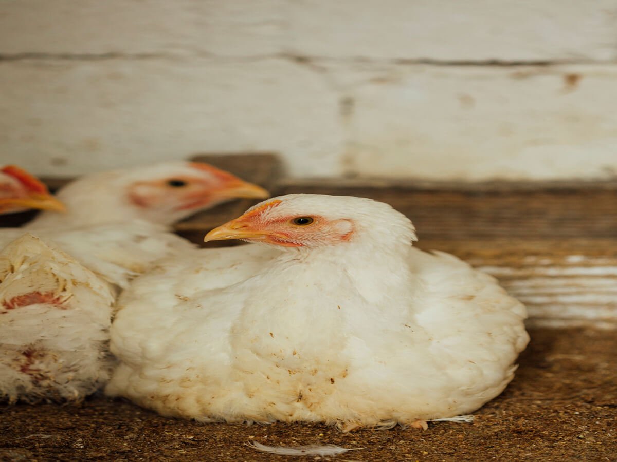 Why Ethically Raised Chicken Tastes Better The Growing Demand for Responsible Poultry Farming in Kenya