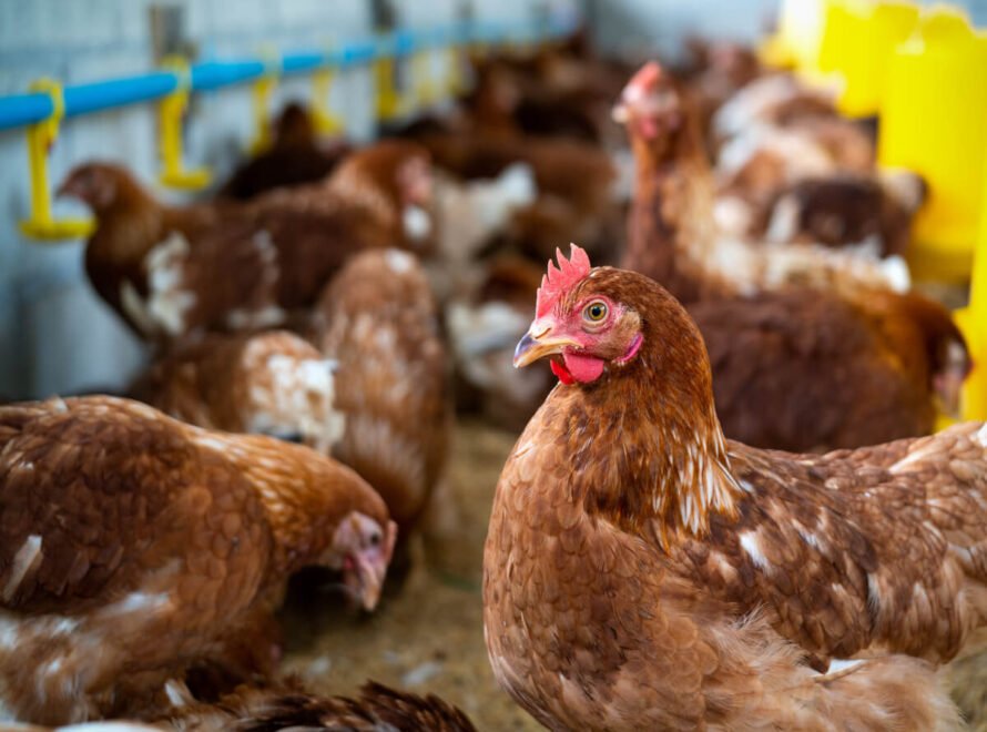 Why More Kenyan Families Are Choosing Farm-to-Table Chicken