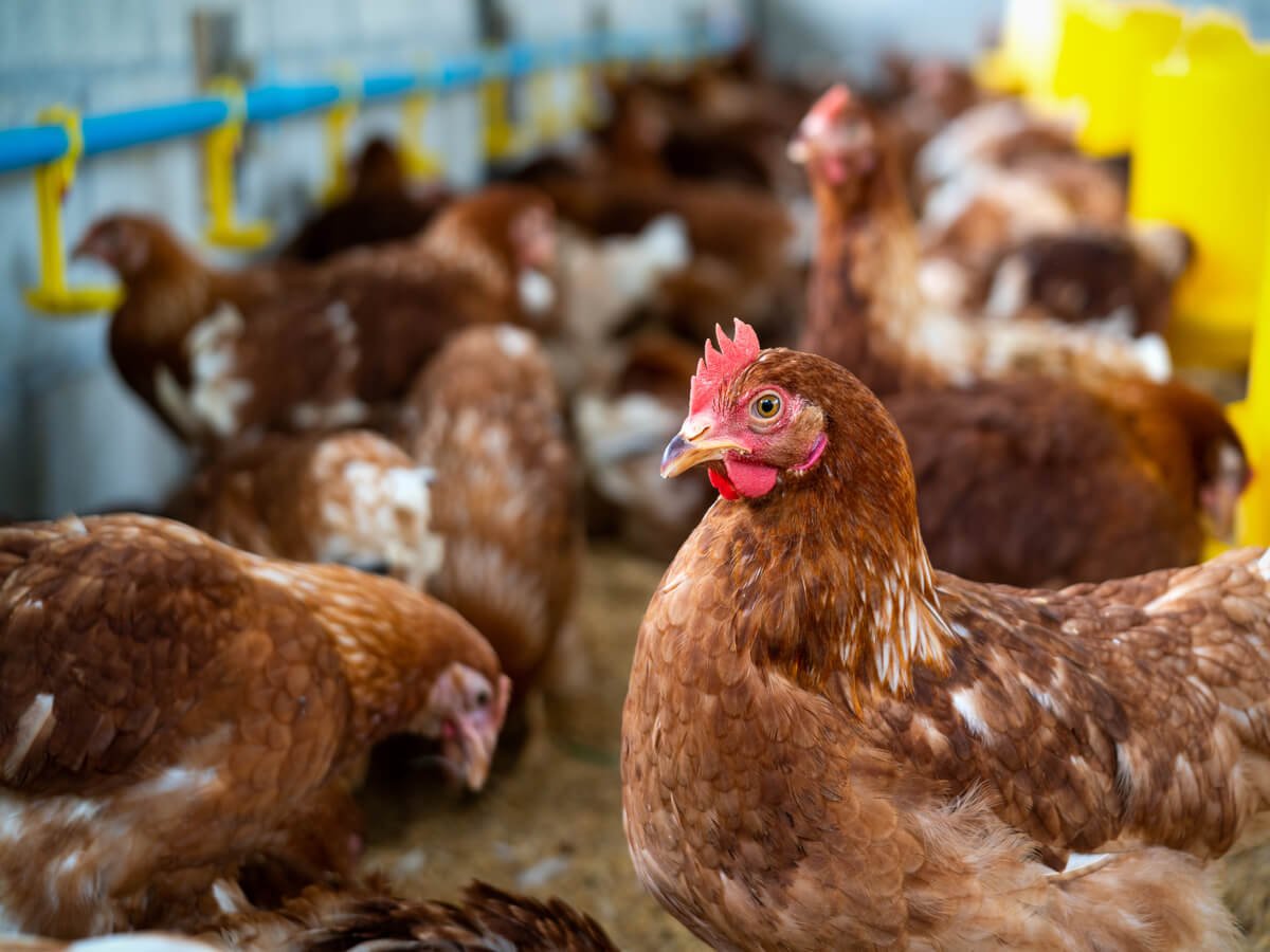 Why More Kenyan Families Are Choosing Farm-to-Table Chicken