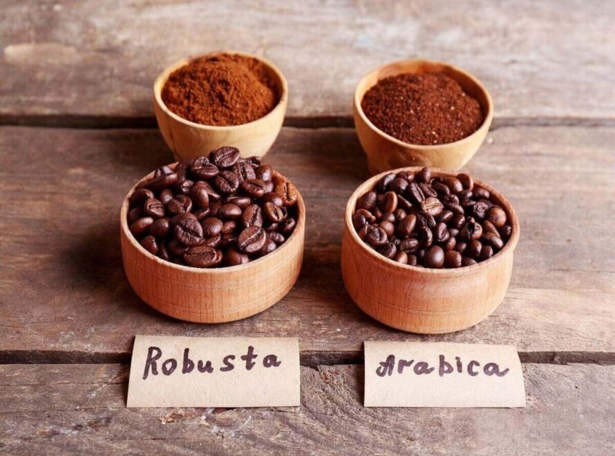 Arabica vs Robusta Coffee: Which Is Right for You?