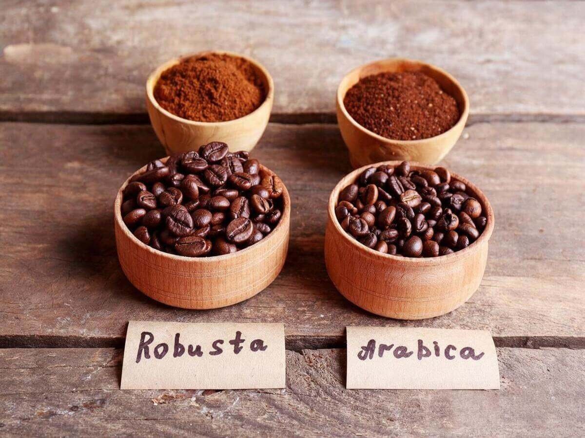 Arabica vs Robusta Coffee: Which Is Right for You?