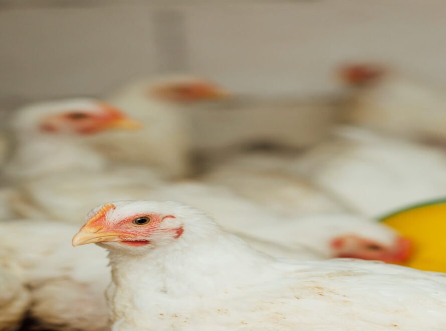 Benefits of Buying Locally Raised Chicken in Kenya