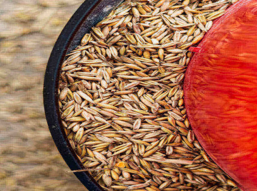 Best Chicken Feed Practices in Kenya