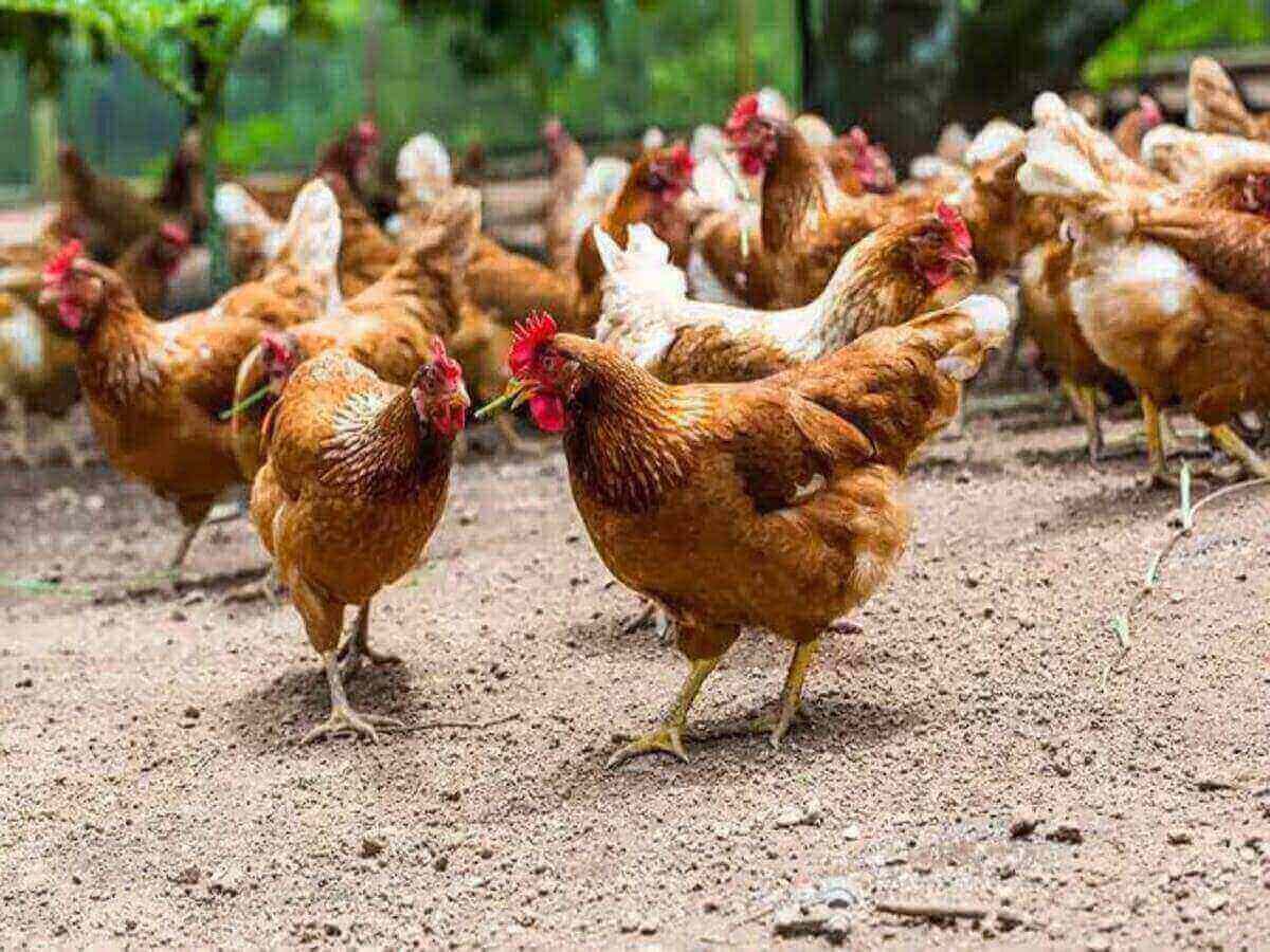 Best Chicken Rearing Practices for Kenyan Farmers
