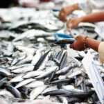 Best Fish Supplier in Nairobi