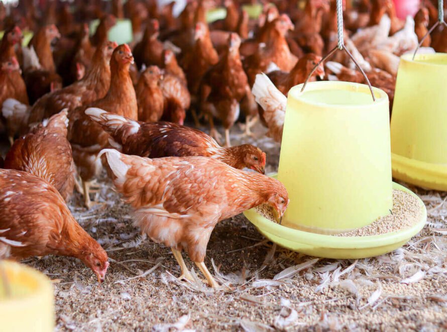 Best Poultry Farming Practices in Kenya