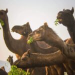 Camel Farming and Food Security in Kenya