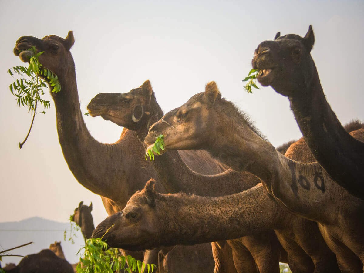 Camel Farming and Food Security in Kenya