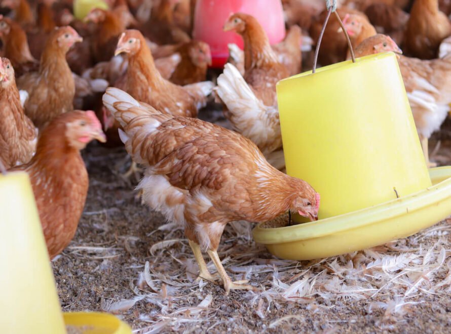 Challenges Facing Poultry Farmers in Kenya and How to Overcome Them