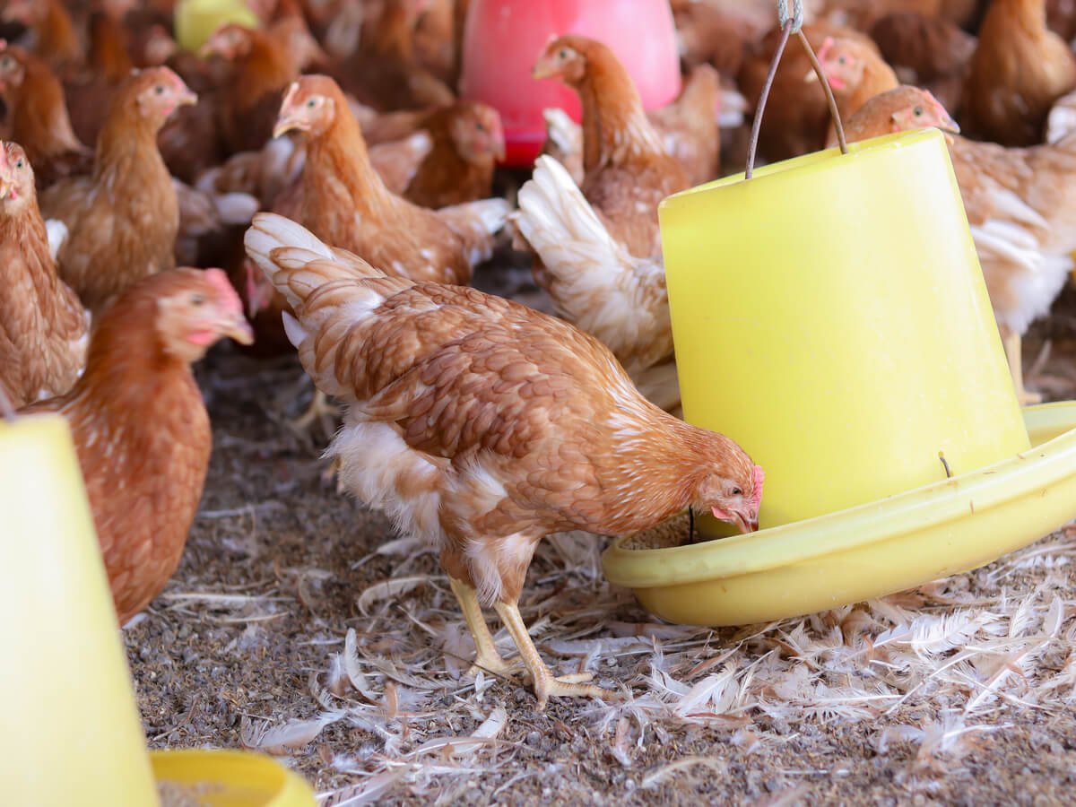 Challenges Facing Poultry Farmers in Kenya and How to Overcome Them