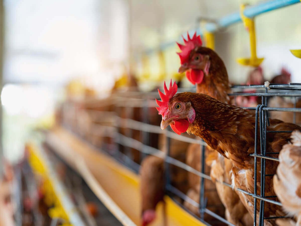 Chicken Farm Management Best Practices in Kenya