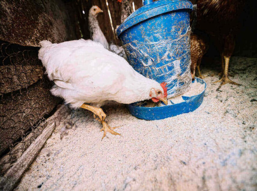 Chicken Rearing Tips for Small-Scale Farmers in Kenya