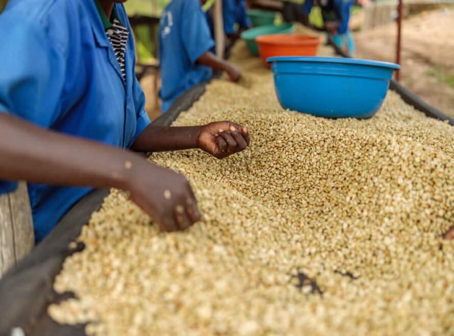 Coffee supplier in Kenya