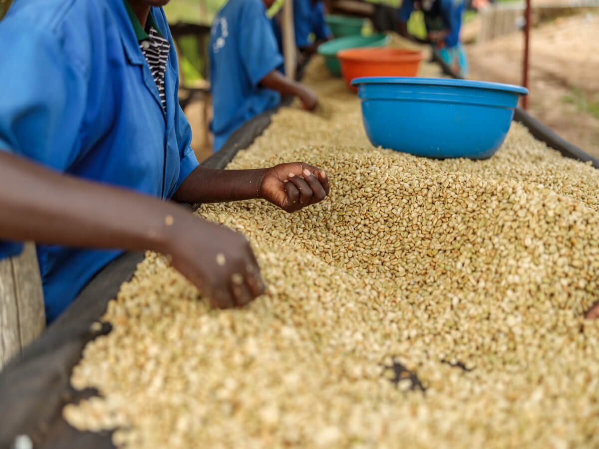Coffee supplier in Kenya