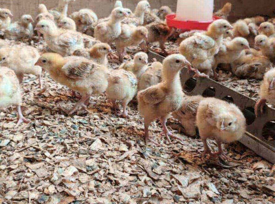 Common Chicken Rearing Mistakes in Kenya