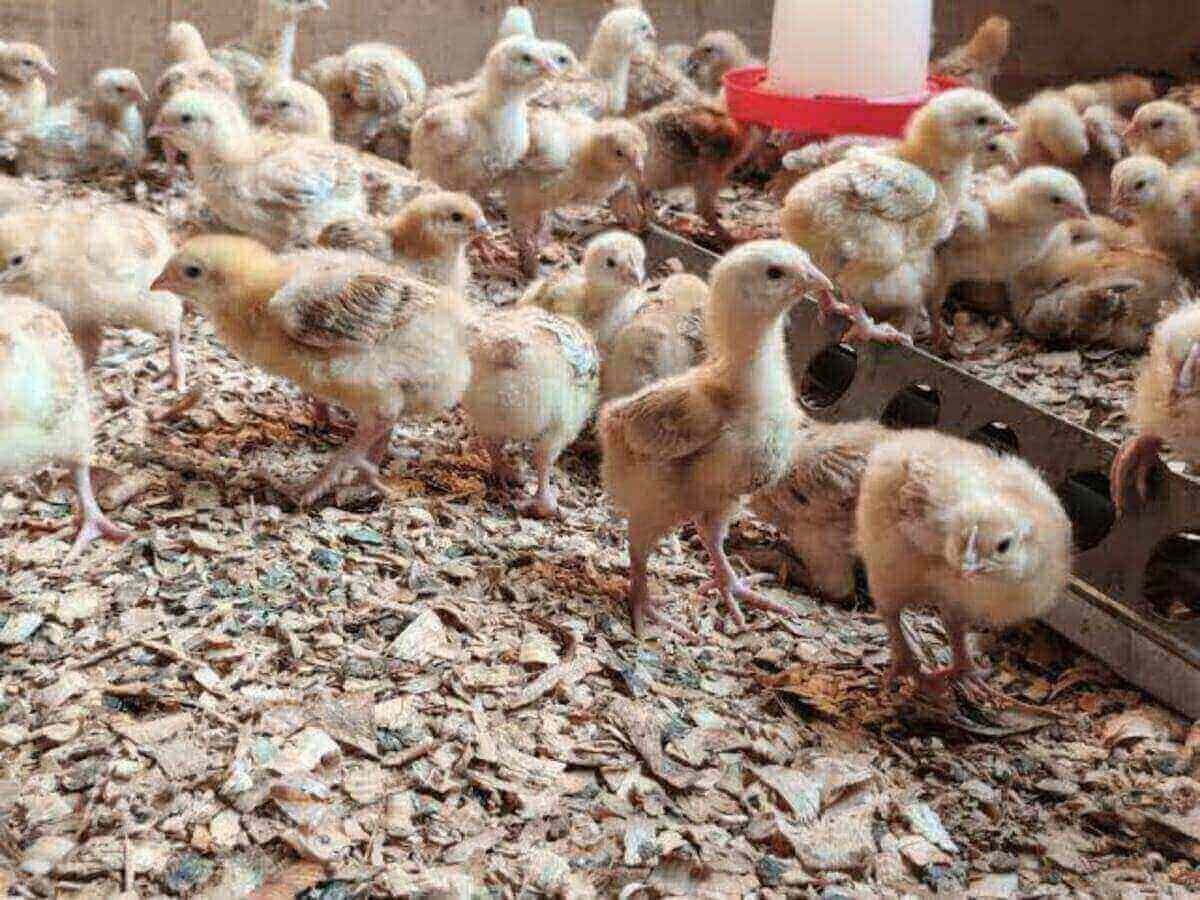Common Chicken Rearing Mistakes in Kenya