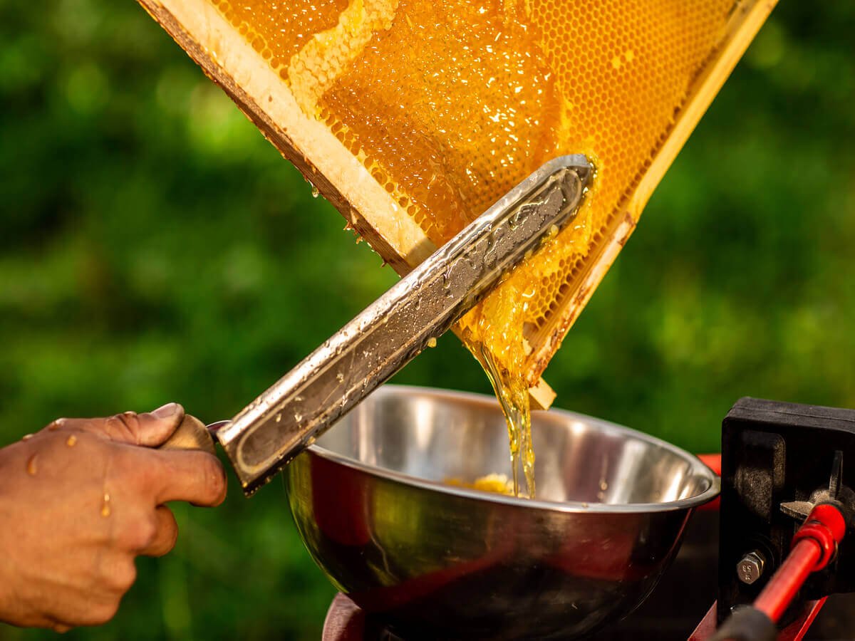 Farm-to-Fork Honey: How Soba Renaissance Delivers Pure Organic Honey