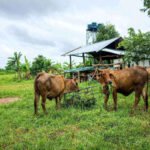Farm-to-Table Beef in Kenya Explained From Kenyan Farms to Your Family Table