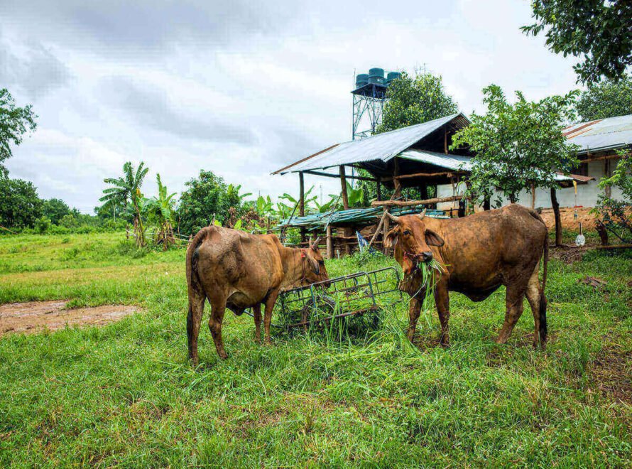Farm-to-Table Beef in Kenya Explained From Kenyan Farms to Your Family Table