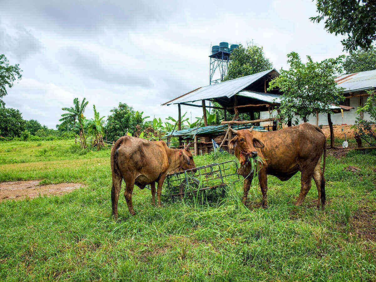 Farm-to-Table Beef in Kenya Explained From Kenyan Farms to Your Family Table