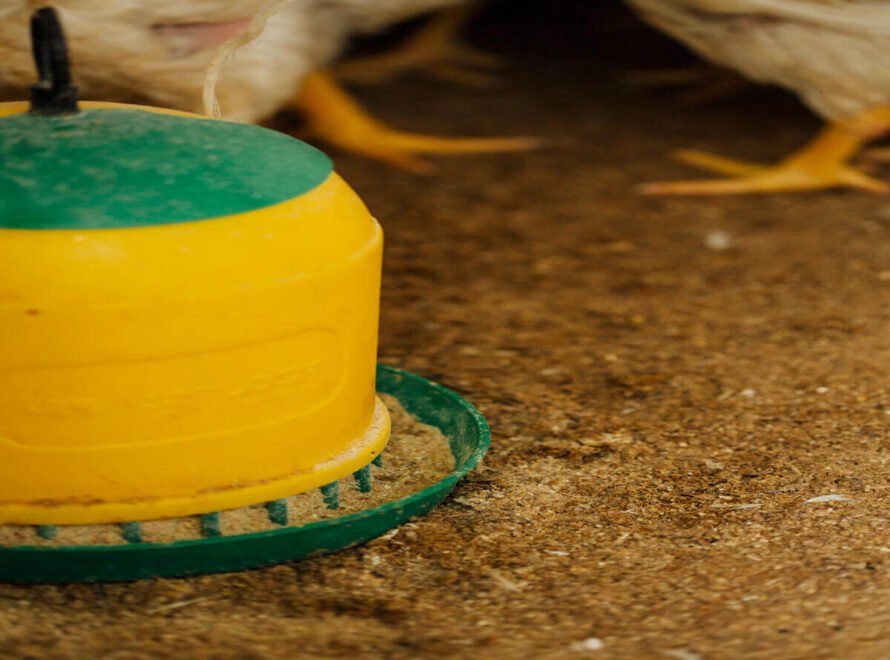 Feed Efficiency in Modern Kenyan Poultry Farms