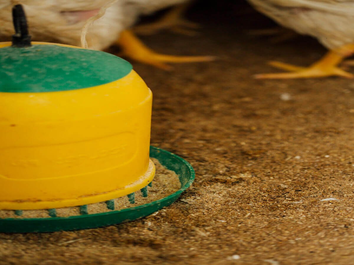 Feed Efficiency in Modern Kenyan Poultry Farms