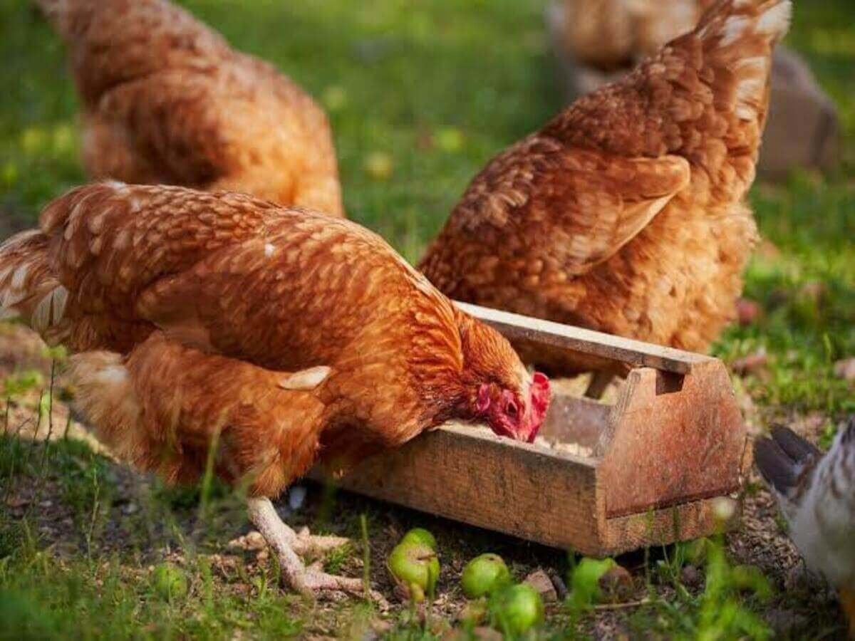 Feeding Broiler Chickens for Healthy Growth
