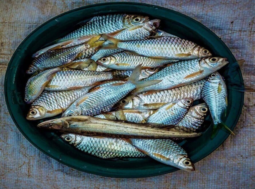 Fish Supplier in Kenya