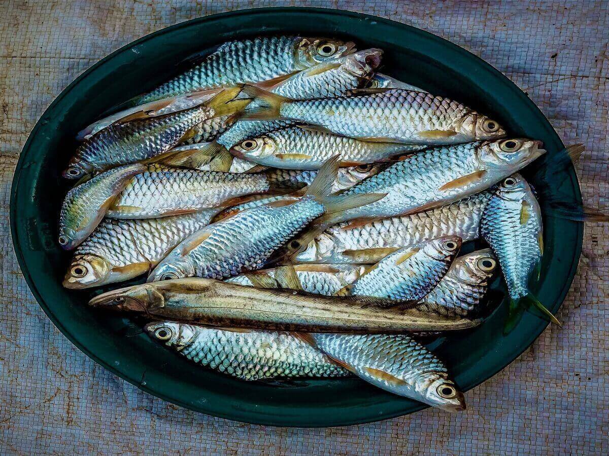 Fish Supplier in Kenya