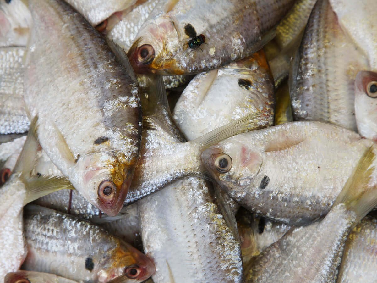 Fish Supplier in Nairobi