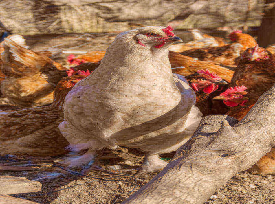 Fresh Chicken Meat Supplier in Kenya What Buyers Should Know Before Ordering