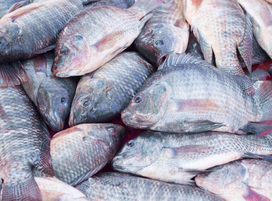 Fresh Tilapia Supplier in Nairobi
