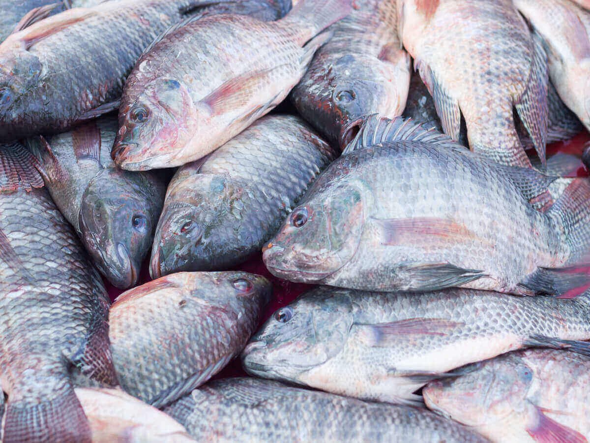 Fresh Tilapia Supplier in Nairobi