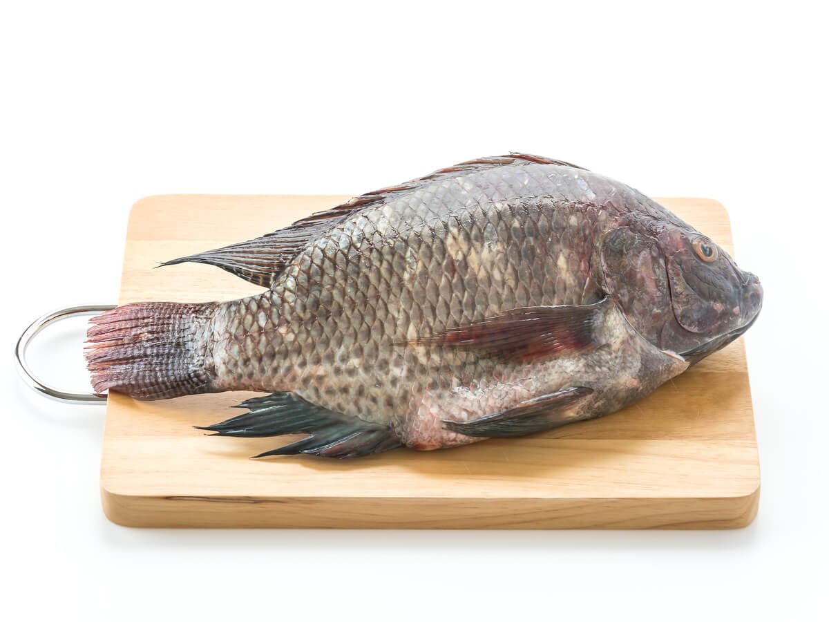 Fresh Tilapia in Kenya: Everything You Need to Know