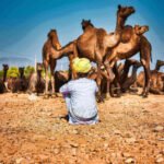 How Camel Farming Supports Northern Kenya's Economy