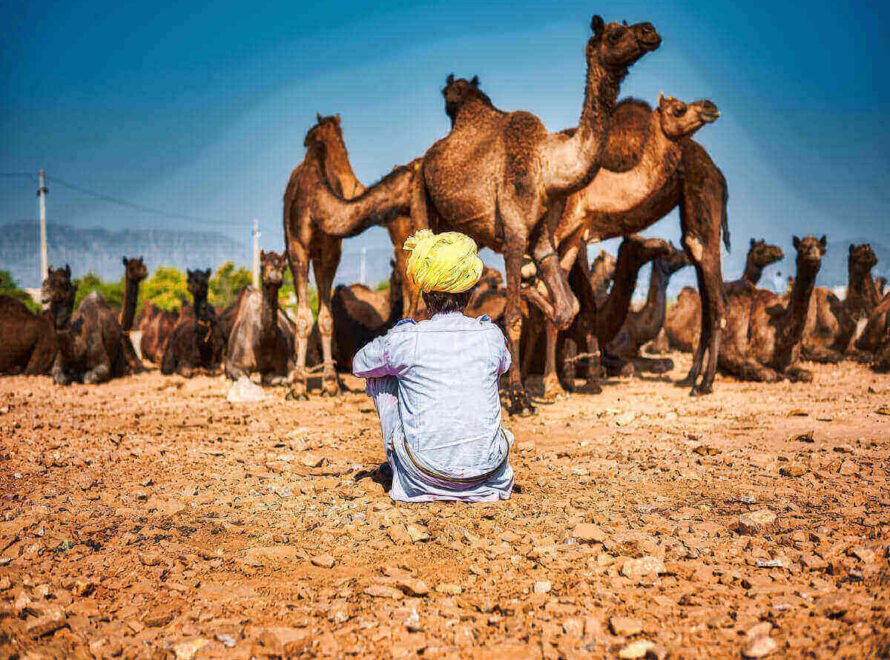 How Camel Farming Supports Northern Kenya's Economy