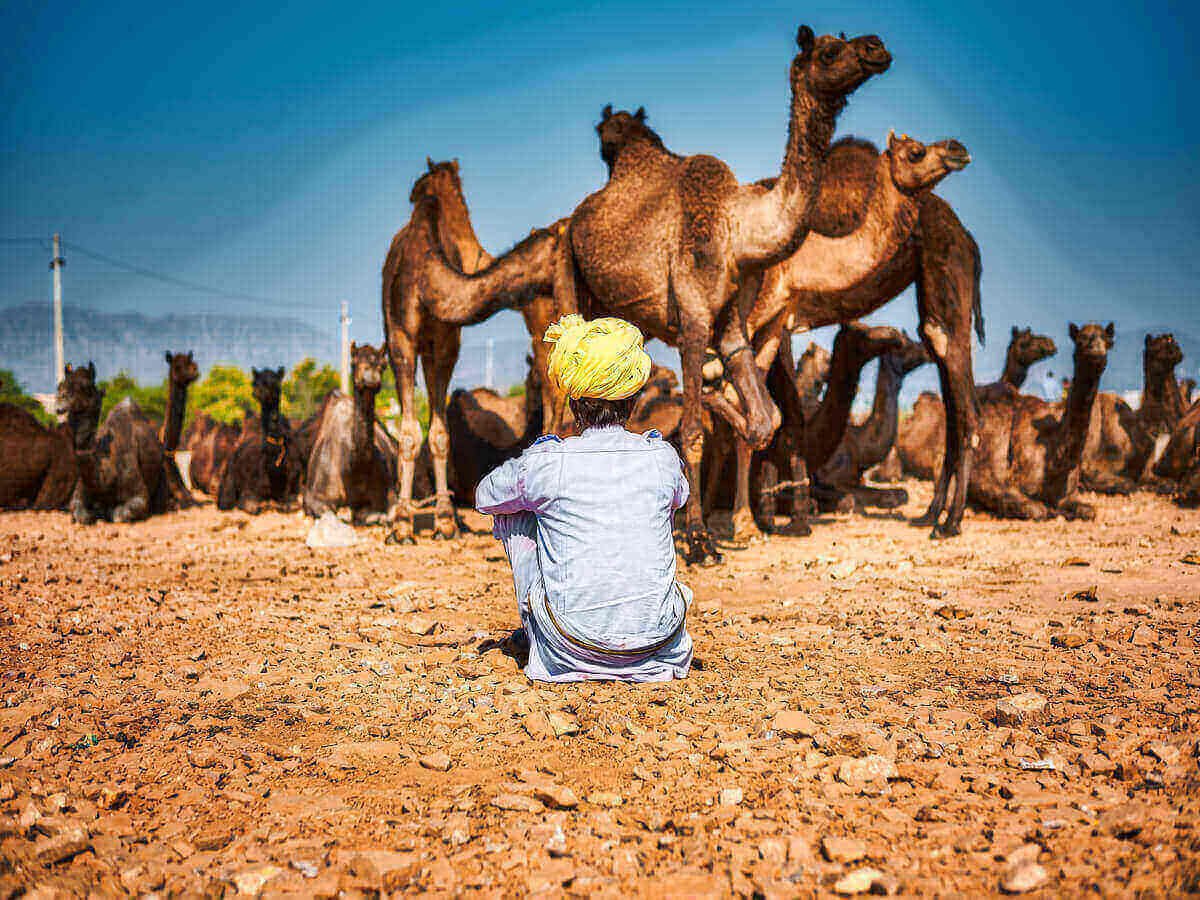 How Camel Farming Supports Northern Kenya's Economy