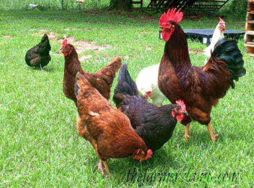 How Chicken Is Raised on Sustainable Farms A Complete Guide to Responsible Poultry Farming in Kenya
