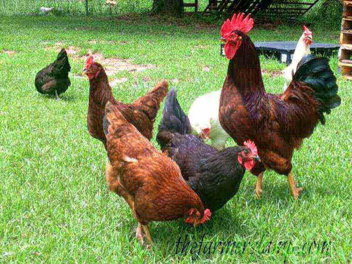 How Chicken Is Raised on Sustainable Farms A Complete Guide to Responsible Poultry Farming in Kenya