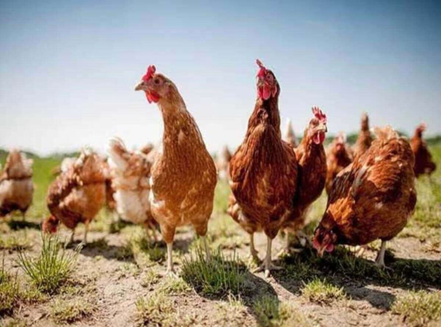 How Climate Affects Chicken Farming in Kenya